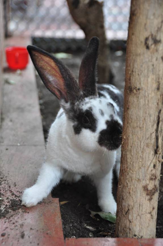 O simpático coelho do Hostal Mamallena, em Cartagena, na Colômbia